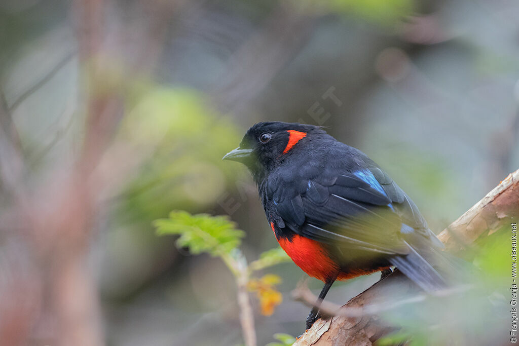 Tangara à ventre rouge, identification