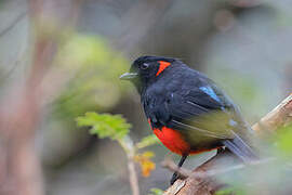 Scarlet-bellied Mountain Tanager