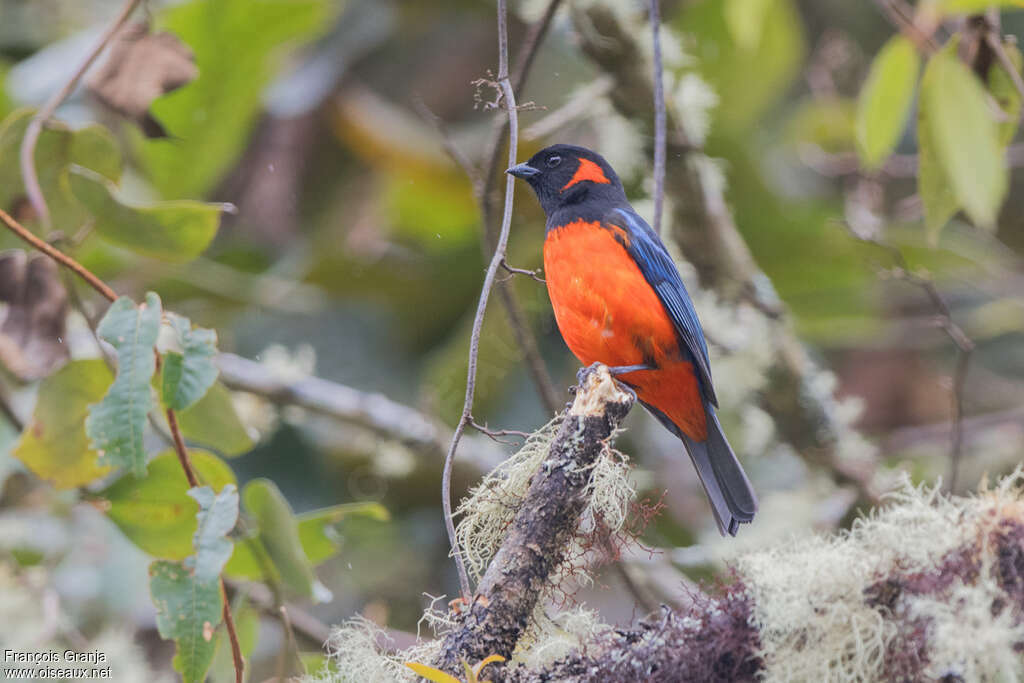 Scarlet-bellied Mountain Tanager male adult, habitat, pigmentation