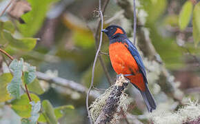 Scarlet-bellied Mountain Tanager