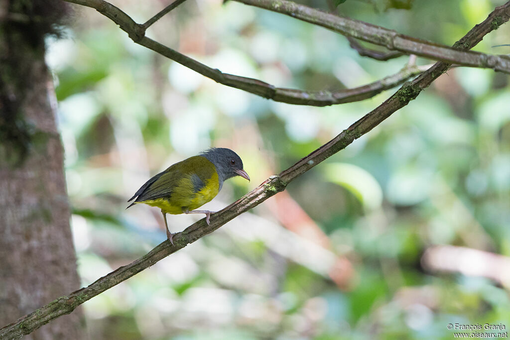 Grey-hooded Bush Tanager