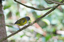 Grey-hooded Bush Tanager