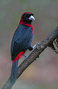 Crimson-collared Tanager