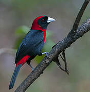 Crimson-collared Tanager