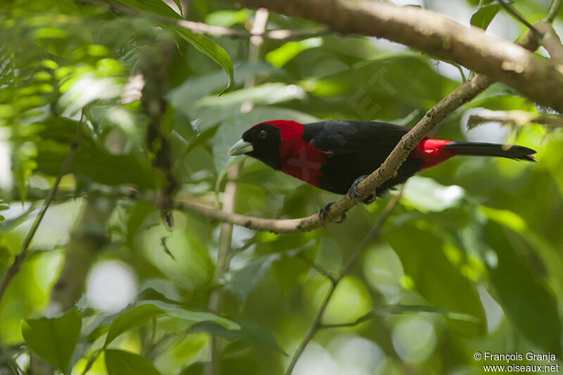 Crimson-collared Tanageradult