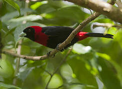 Crimson-collared Tanager