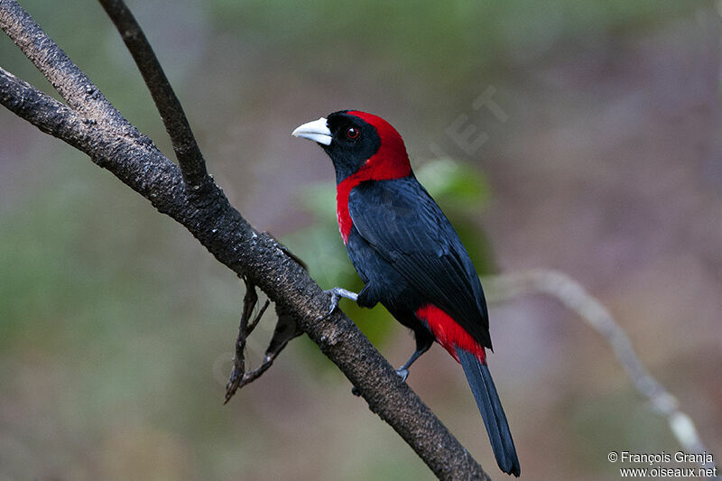 Crimson-collared Tanager male adult