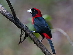 Crimson-collared Tanager