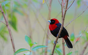 Crimson-collared Tanager