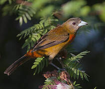 Scarlet-rumped Tanager (costaricensis)