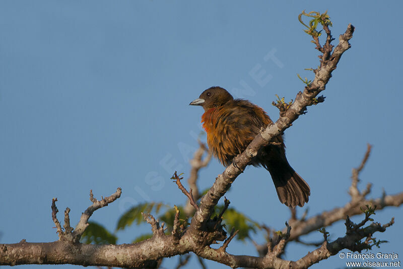 Scarlet-rumped Tanager (costaricensis)adult