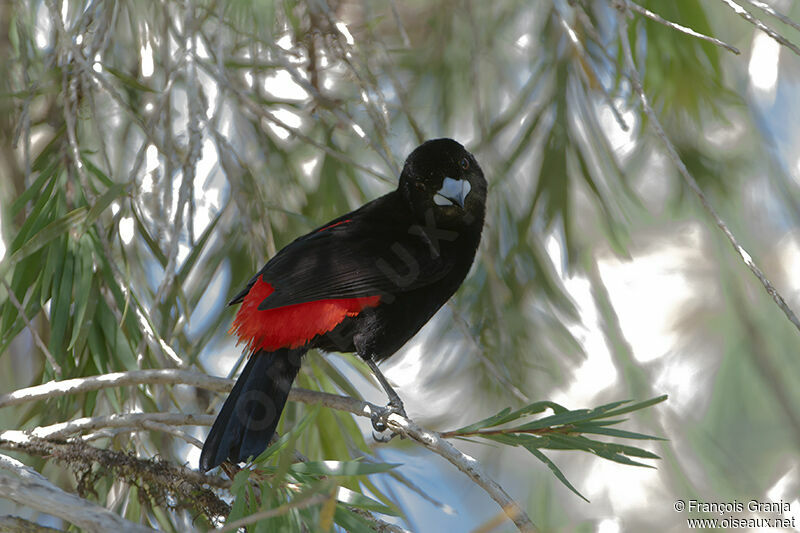 Scarlet-rumped Tanager (costaricensis) male adult