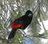 Scarlet-rumped Tanager (costaricensis)