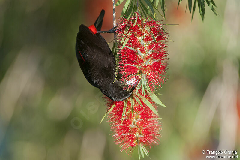 Scarlet-rumped Tanager (costaricensis) male adult