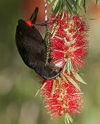 Scarlet-rumped Tanager (costaricensis)