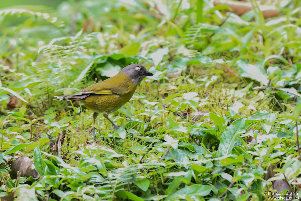 Common Chlorospingus (ophthalmicus)