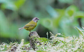 Common Chlorospingus (ophthalmicus)