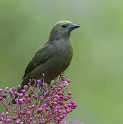 Palm Tanager