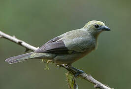 Palm Tanager