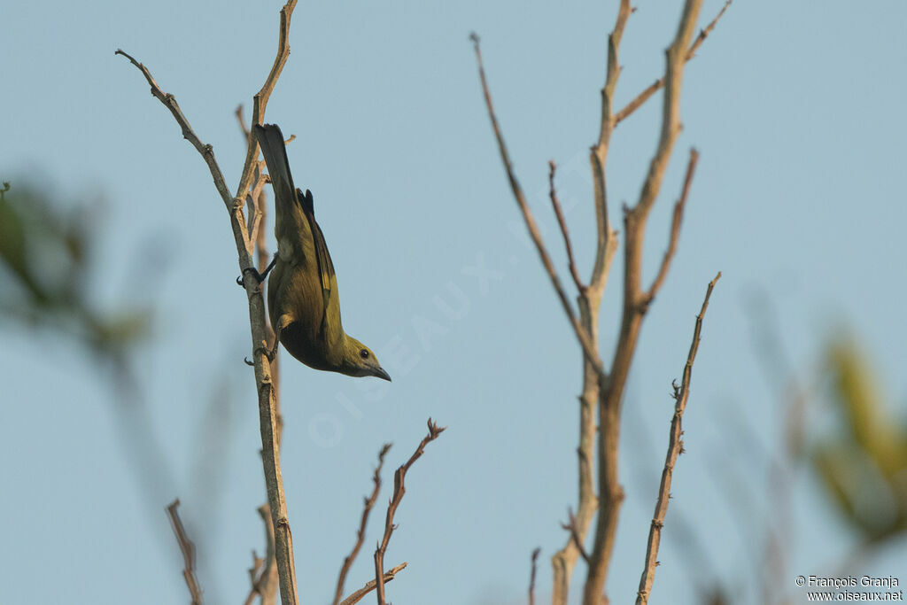 Palm Tanager