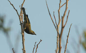 Palm Tanager