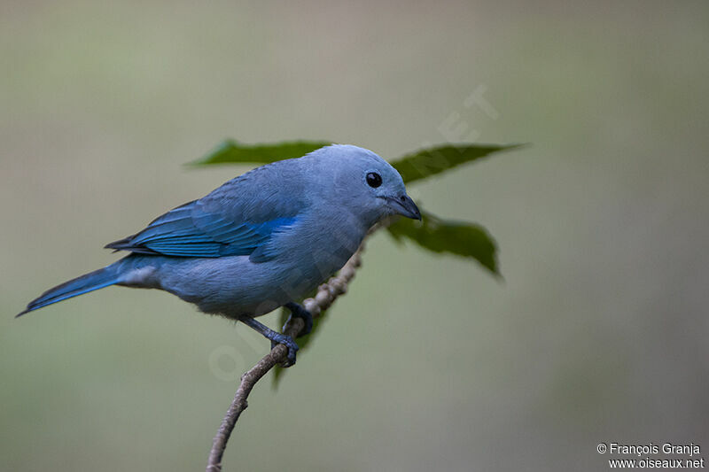 Blue-grey Tanageradult