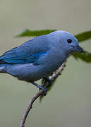 Blue-grey Tanager