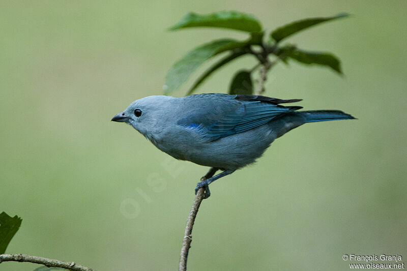 Blue-grey Tanageradult