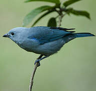 Blue-grey Tanager