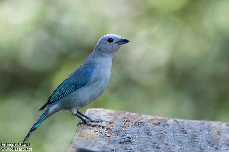 Blue-grey Tanageradult, identification