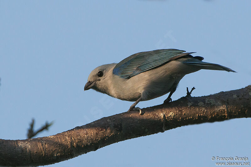 Blue-grey Tanageradult