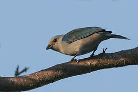 Blue-grey Tanager