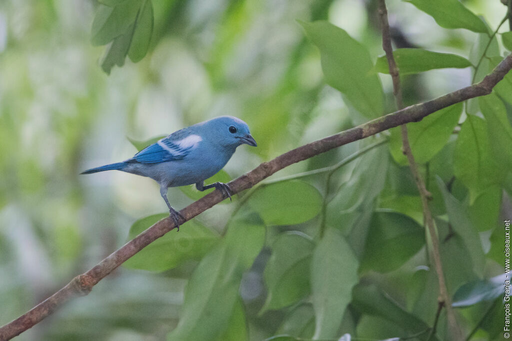 Blue-grey Tanager