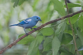 Blue-grey Tanager