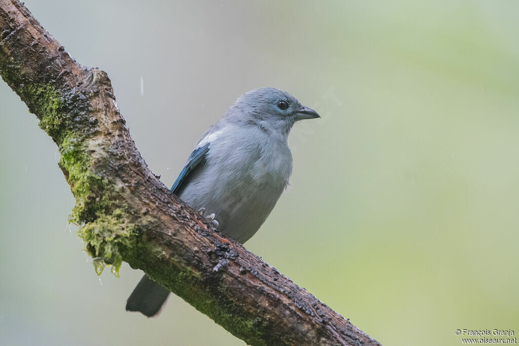 Blue-grey Tanager