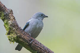 Blue-grey Tanager