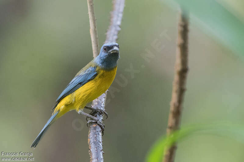 Blue-and-yellow Tanager male adult, identification