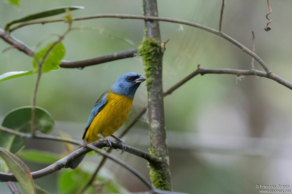 Blue-and-yellow Tanager