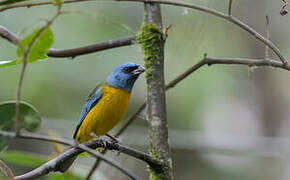 Blue-and-yellow Tanager