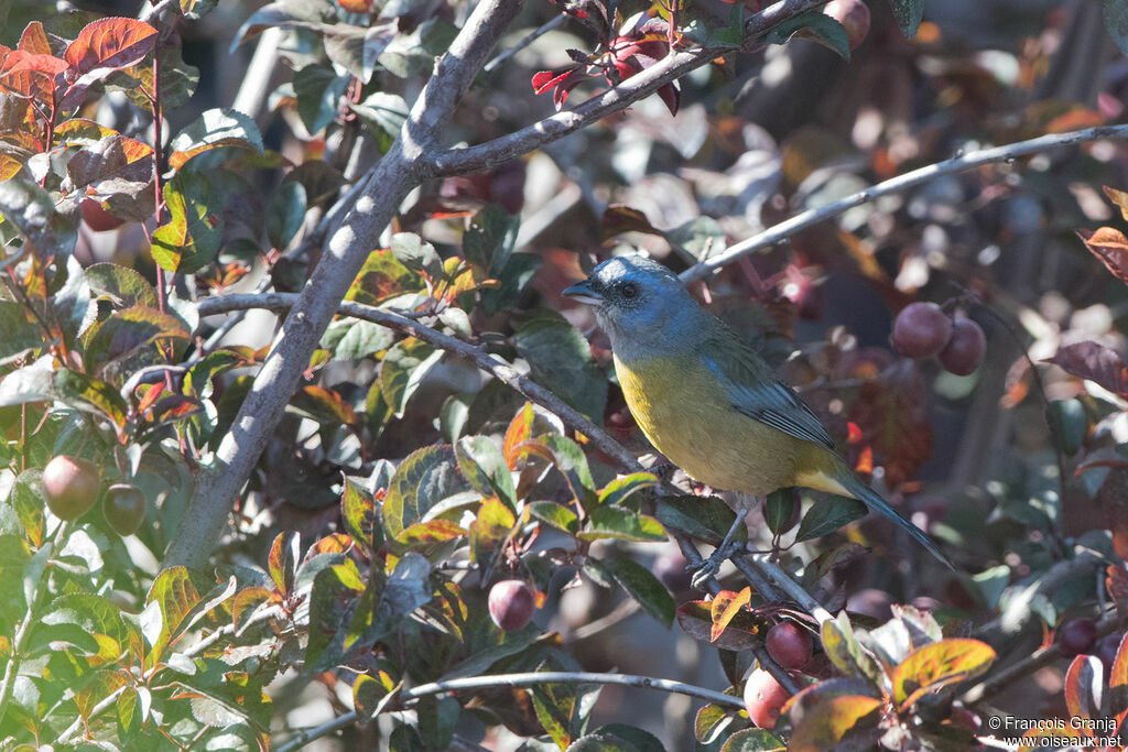 Blue-and-yellow Tanager female adult