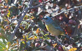 Blue-and-yellow Tanager