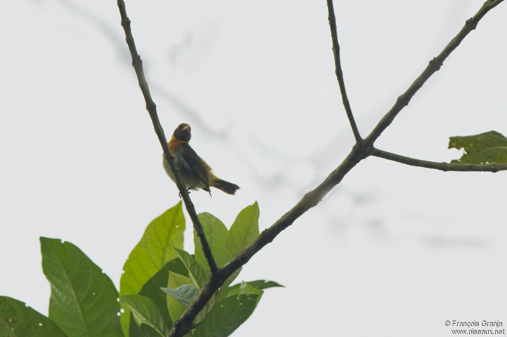 Guira Tanager