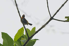 Guira Tanager