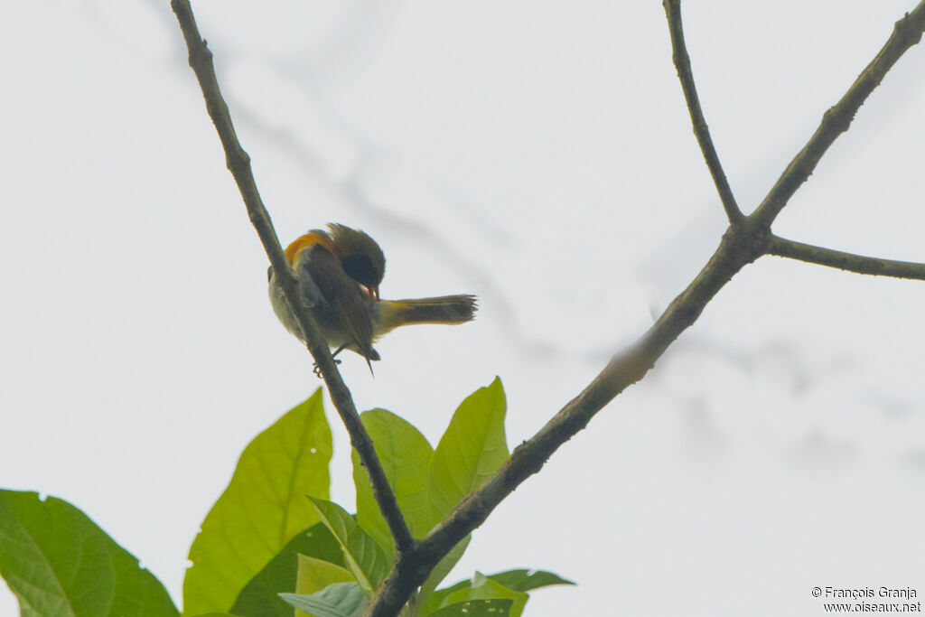 Guira Tanager