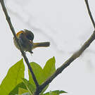 Tangara guira