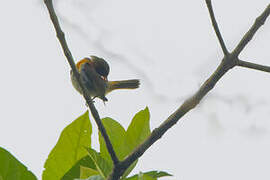 Guira Tanager