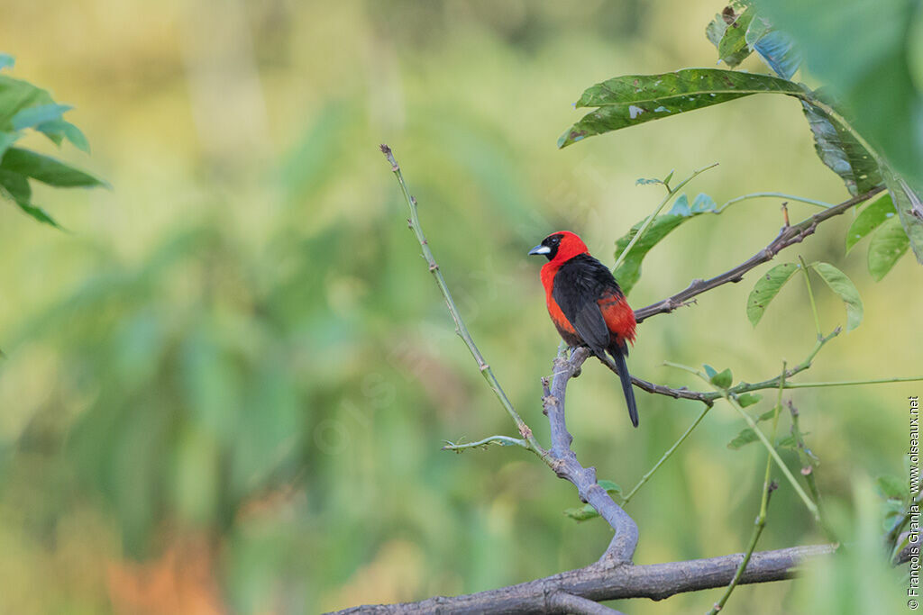 Masked Crimson Tanager