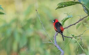 Masked Crimson Tanager