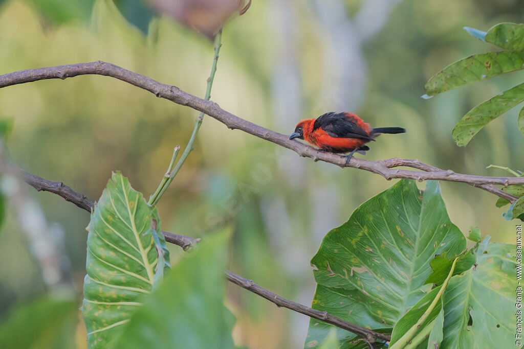 Masked Crimson Tanager