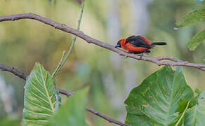 Masked Crimson Tanager